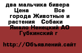 два мальчика бивера › Цена ­ 19 000 - Все города Животные и растения » Собаки   . Ямало-Ненецкий АО,Губкинский г.